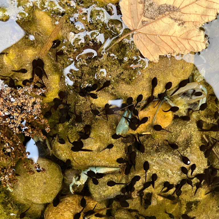 Tadpoles Eating Crayfish, Burnsall, North Yorkshire